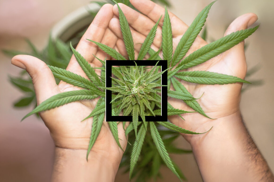 Cannabis Josh Kasoff